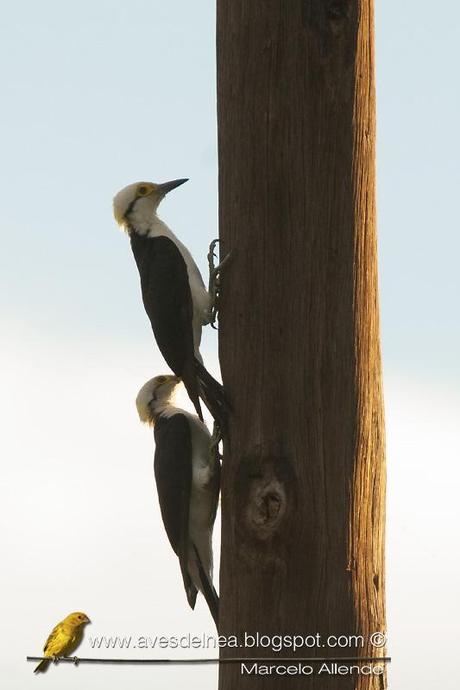 Carpintero blanco (White Woodpecker) Melanerpes candidus