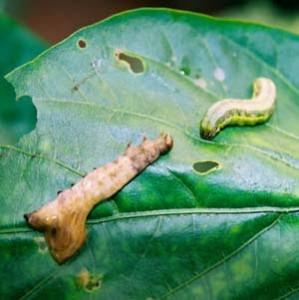 tipos de insecticidas