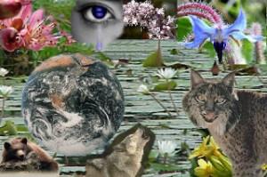 que es biodiversidad