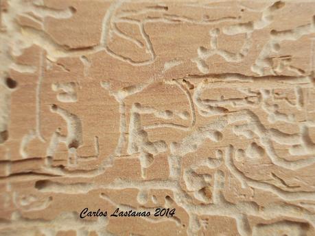 Extraños circuitos impresos...