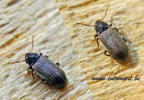 Extraños circuitos impresos...