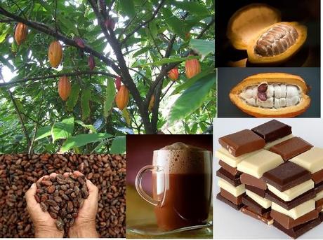 EL CACAO PERUANO PROPIEDADES