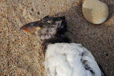 Muerte de frailecillos