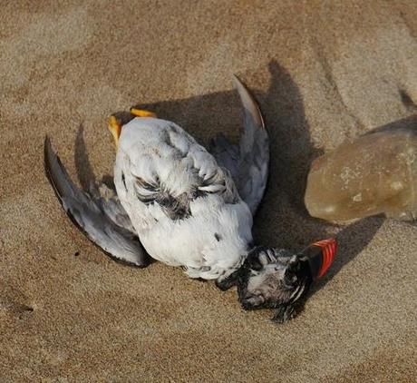 Muerte de frailecillos