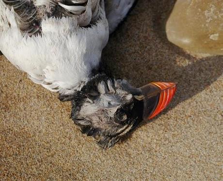 Muerte de frailecillos