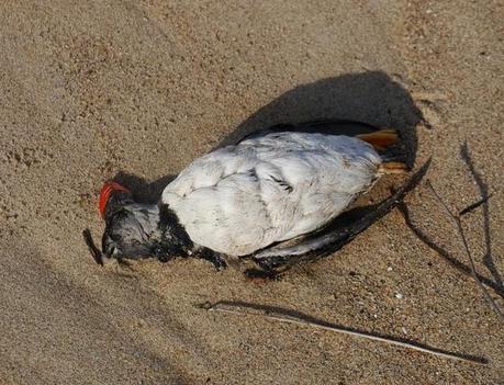 Muerte de frailecillos