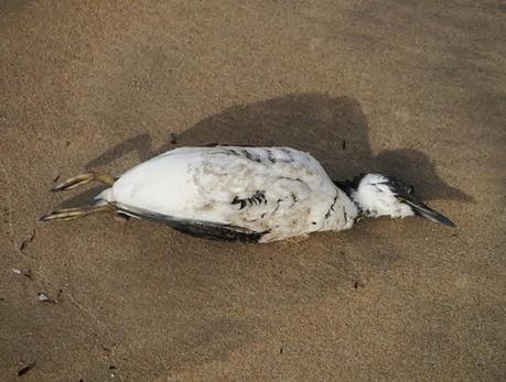 Muerte de frailecillos