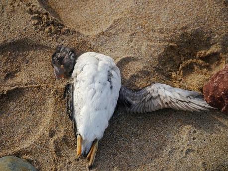 Muerte de frailecillos