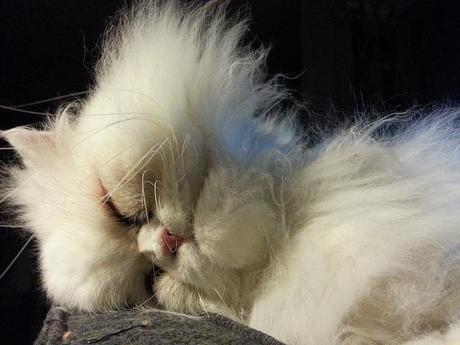 Androidografia Barakaldo 1617