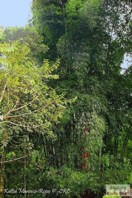 Refugio de Vida Silvestre La Marta -Sitio histórico- (Pejibaye de Jiménez de Cartago)