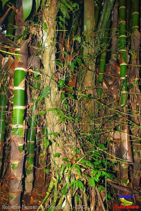 Refugio de Vida Silvestre La Marta -Sitio histórico- (Pejibaye de Jiménez de Cartago)