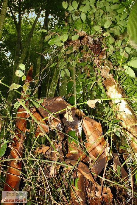 Refugio de Vida Silvestre La Marta -Sitio histórico- (Pejibaye de Jiménez de Cartago)
