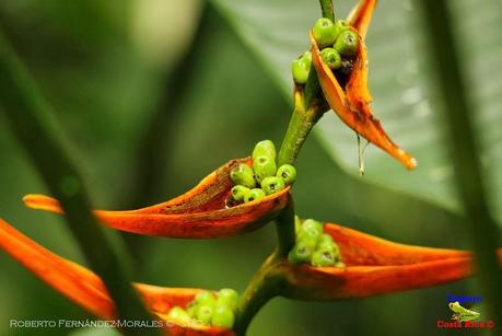 Refugio de Vida Silvestre La Marta -Sitio histórico- (Pejibaye de Jiménez de Cartago)