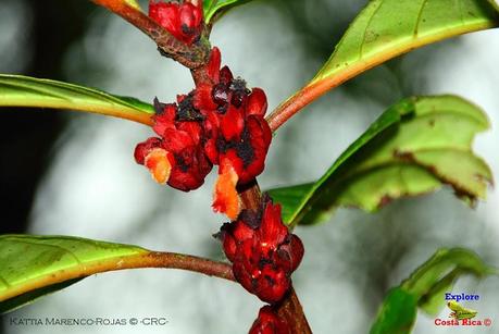 Refugio de Vida Silvestre La Marta -Sitio histórico- (Pejibaye de Jiménez de Cartago)
