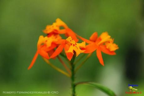 Refugio de Vida Silvestre La Marta -Sitio histórico- (Pejibaye de Jiménez de Cartago)