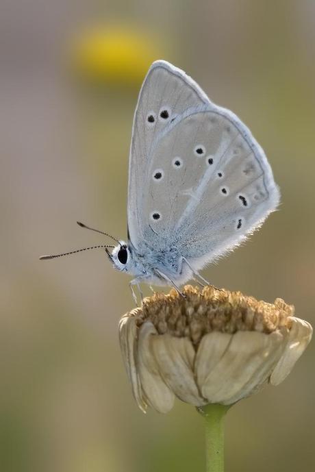 Para ampliar Agrodiaetus fulgens (De Sagarra, 1925) hacer clic