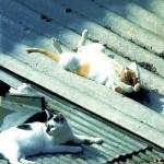 Dime como duermes y te diré que gato eres Dime como duermes y te diré que gato eres