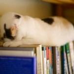 Dime como duermes y te diré que gato eres Dime como duermes y te diré que gato eres