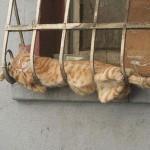 Dime como duermes y te diré que gato eres Dime como duermes y te diré que gato eres