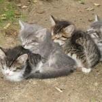 Dime como duermes y te diré que gato eres Dime como duermes y te diré que gato eres