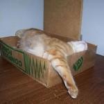 Dime como duermes y te diré que gato eres Dime como duermes y te diré que gato eres