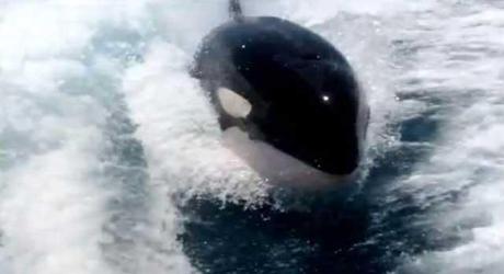 Orcas exhiben sus habilidades en Baja California