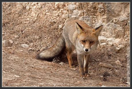 Sierra de Cazorla (Jaén) - zorro