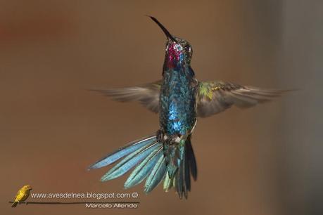 Picaflor de barbijo (Blue-tufted Starthroat) Heliomaster furcifer