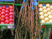 Feria candelaria, desde 1852 molins rey, barcelona...2-02-2014...!!!