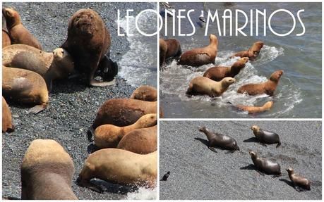 Tartaleta con Provolone, Cherrys y Cebollitas Caramelizados. El sabor de la patagonia (parte II).