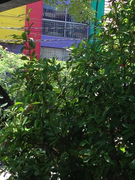 Tartaleta con Provolone, Cherrys y Cebollitas Caramelizados. El sabor de la patagonia (parte II).