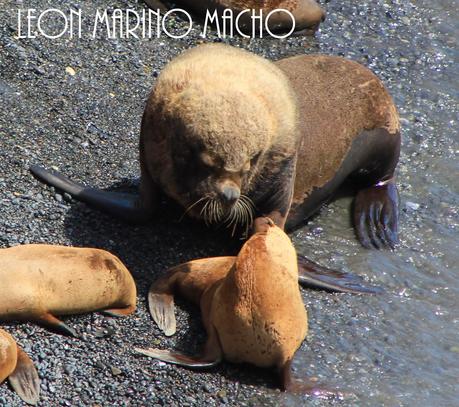 Tartaleta con Provolone, Cherrys y Cebollitas Caramelizados. El sabor de la patagonia (parte II).