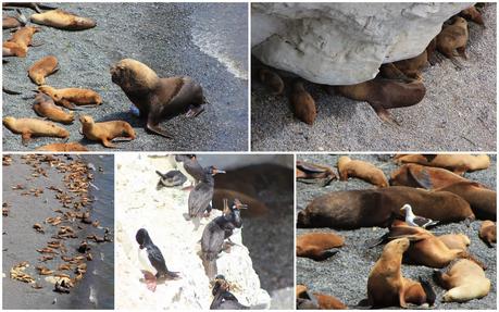 Tartaleta con Provolone, Cherrys y Cebollitas Caramelizados. El sabor de la patagonia (parte II).