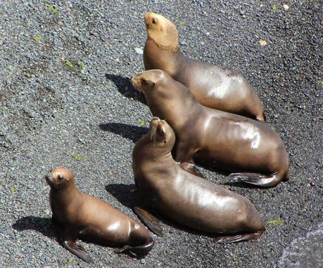Tartaleta con Provolone, Cherrys y Cebollitas Caramelizados. El sabor de la patagonia (parte II).