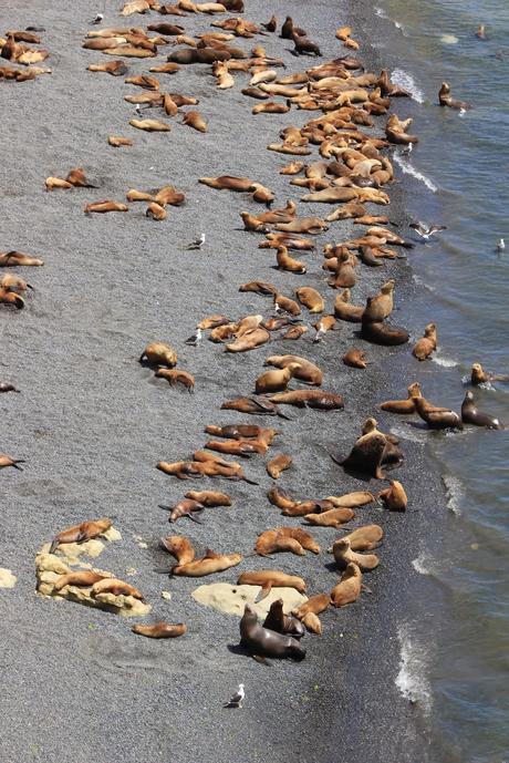 Tartaleta con Provolone, Cherrys y Cebollitas Caramelizados. El sabor de la patagonia (parte II).