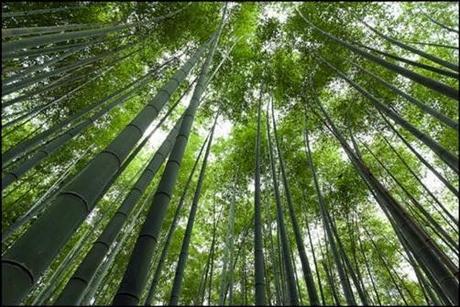 He plantado una semilla de bambú japonés y 10 cosas que deberían ser inaceptables
