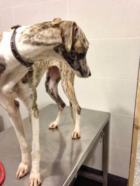 GALGA AMANDA, ABANDONADA Y TIROTEADA