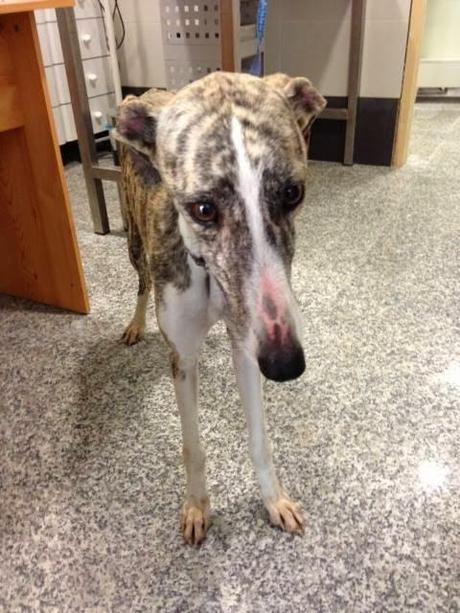 GALGA AMANDA, ABANDONADA Y TIROTEADA