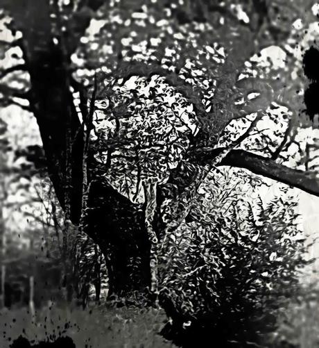 Poesía de domingo: Virginia Cánova