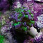 Esquejando que es Gerundio 09