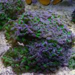 Esquejando que es Gerundio 06