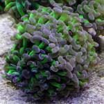 Esquejando que es Gerundio 04