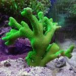 Esquejando que es Gerundio 01