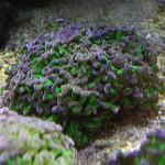 Esquejando que es Gerundio 05