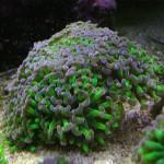 Esquejando que es Gerundio 03