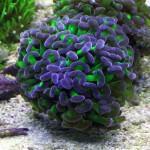 Esquejando que es Gerundio 02