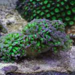 Esquejando que es Gerundio 07