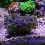 Esquejando que es Gerundio 08