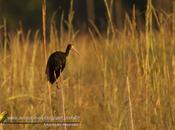 Cuervillo cara pelada Bare faced ibis Phimosus infuscatus