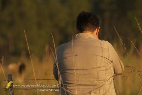 Cuervillo cara pelada ( Bare faced ibis ) Phimosus infuscatus